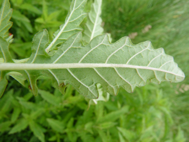 Verso de la feuille. Agrandir dans une nouvelle fenêtre (ou onglet)